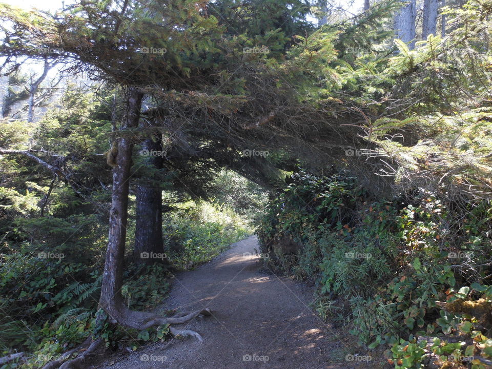 Path lead in to forest 