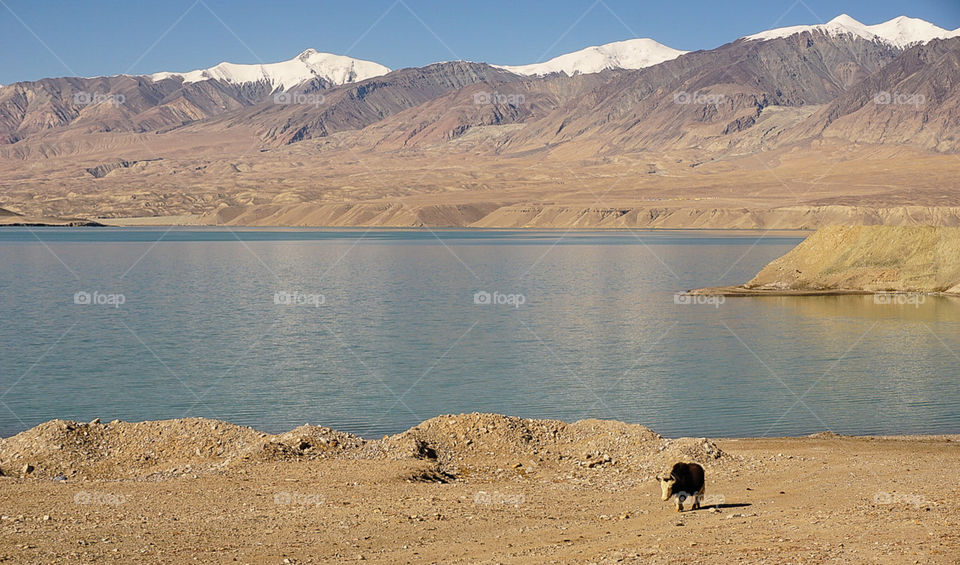 Buffalo walking by a lake in Xinjiang, China with the snow capped Karakoram Mountains in the background
