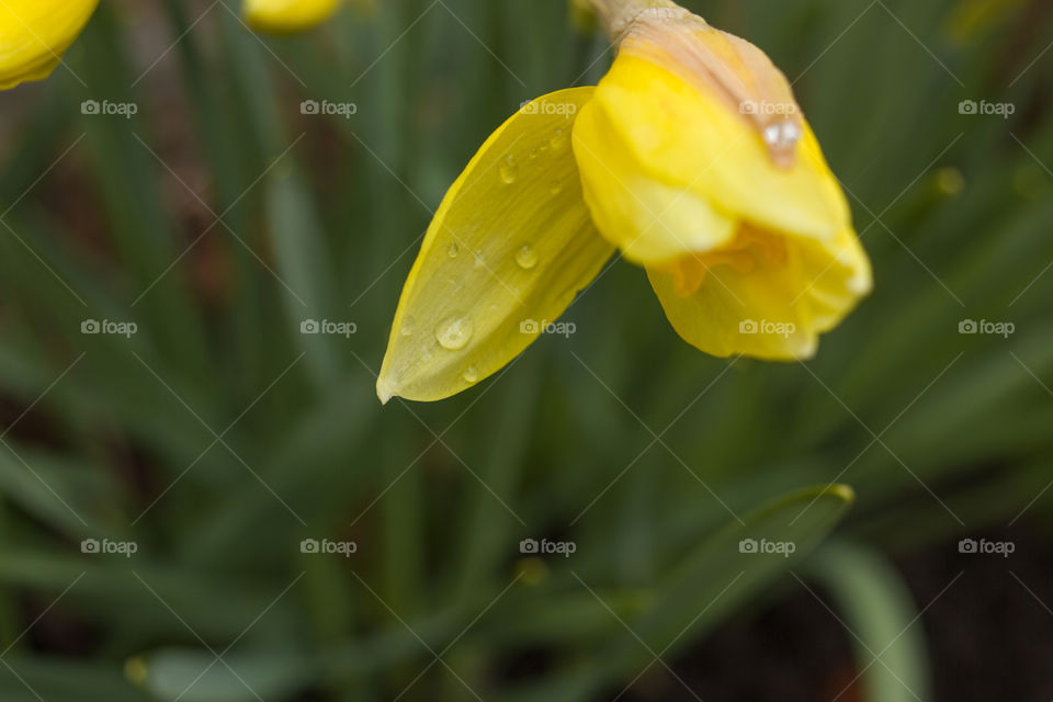 drops of water on a flower