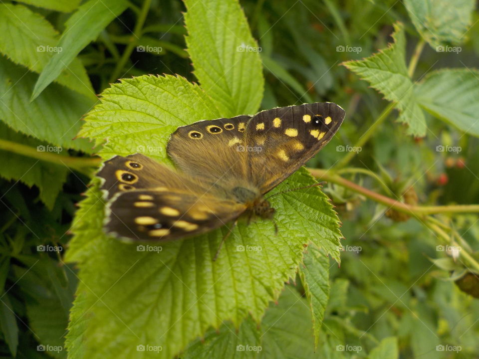 Urban butterfly (Birmingham UK)