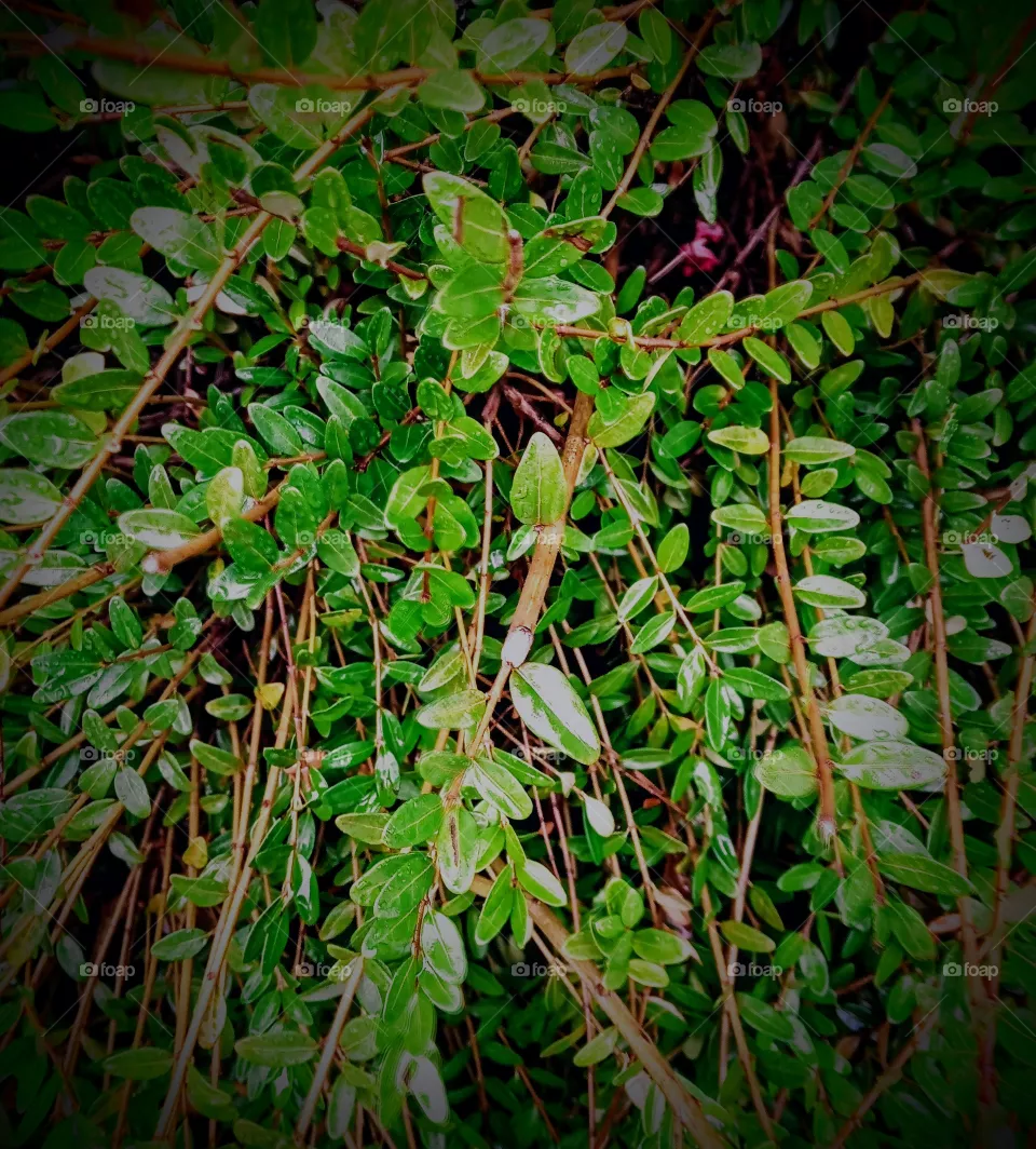 plant