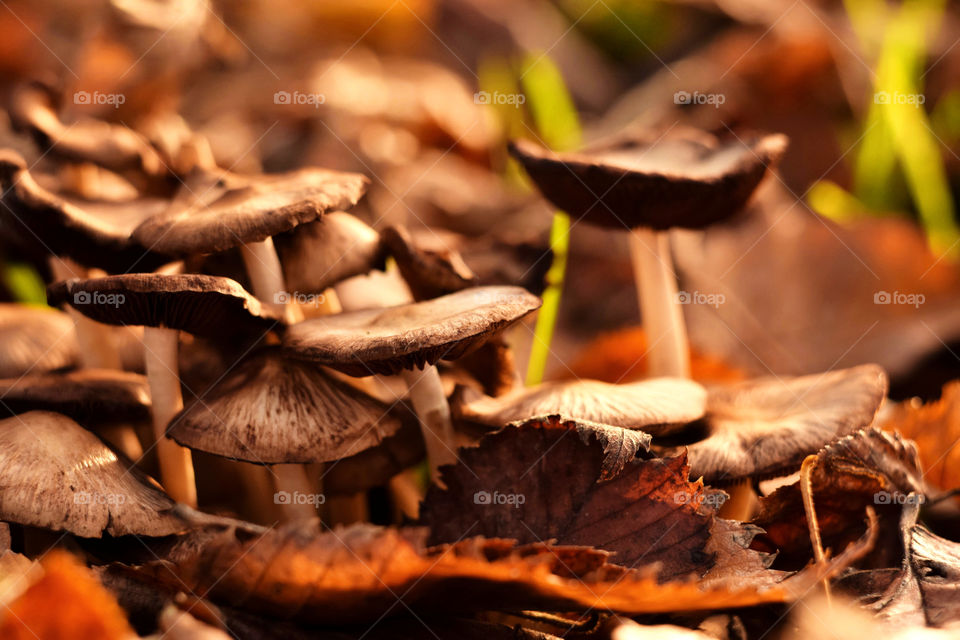 Mashrooms in autumn with leaves