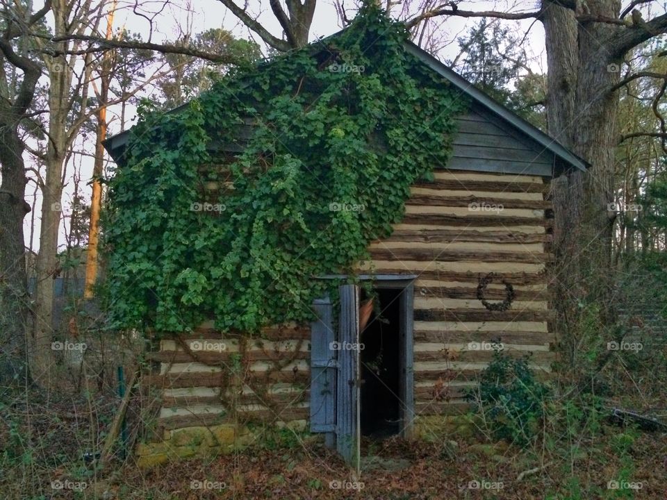 Old Barn Reclaimed by Nature