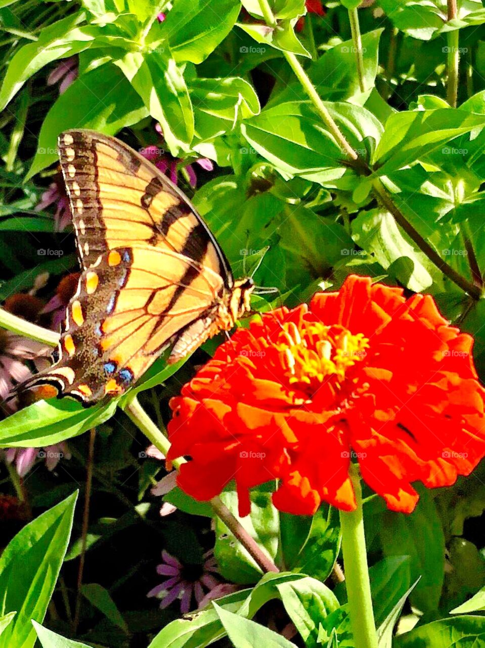A beautiful butterfly on a flower in Indiana 