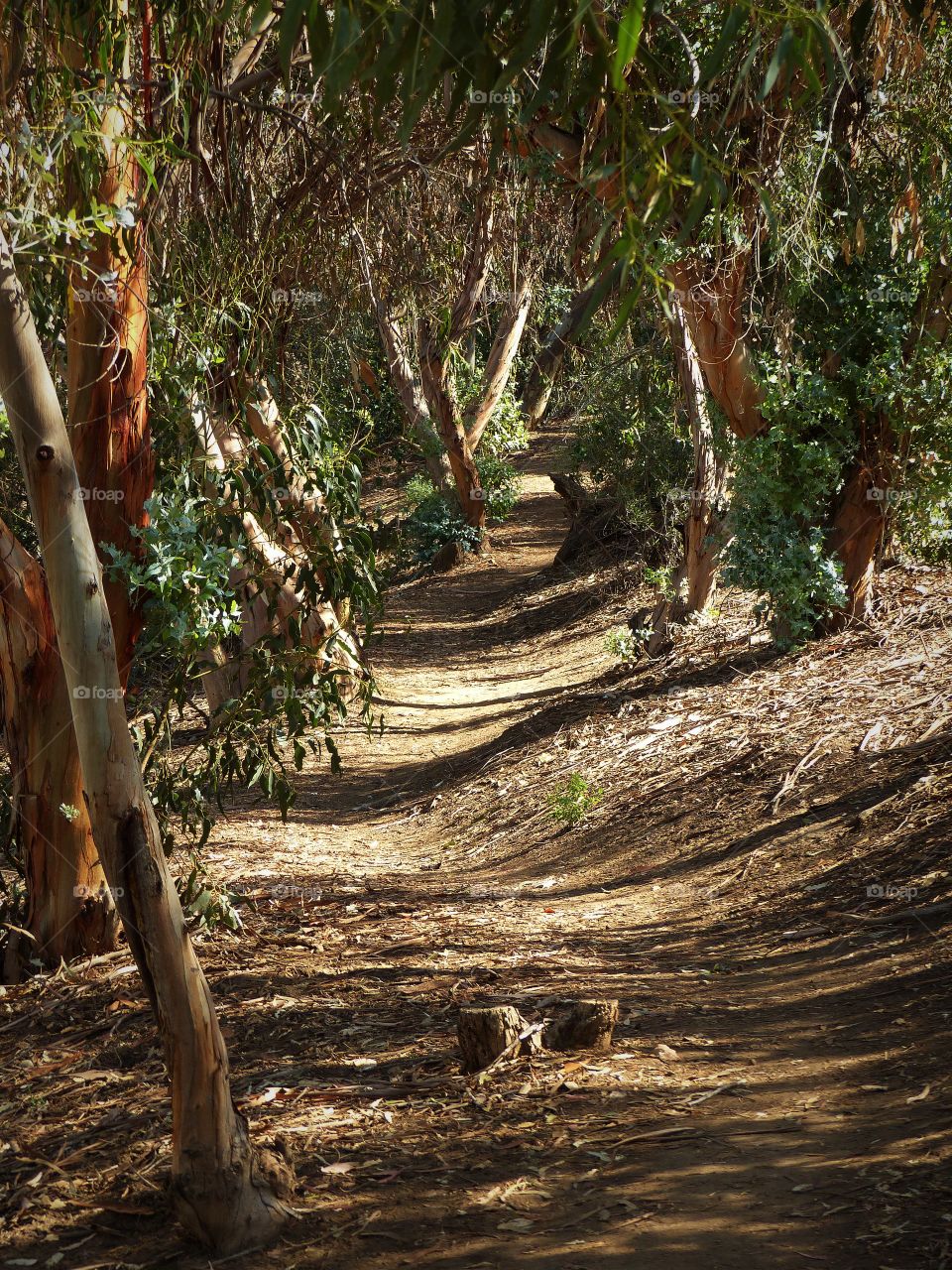 Gum grove park path