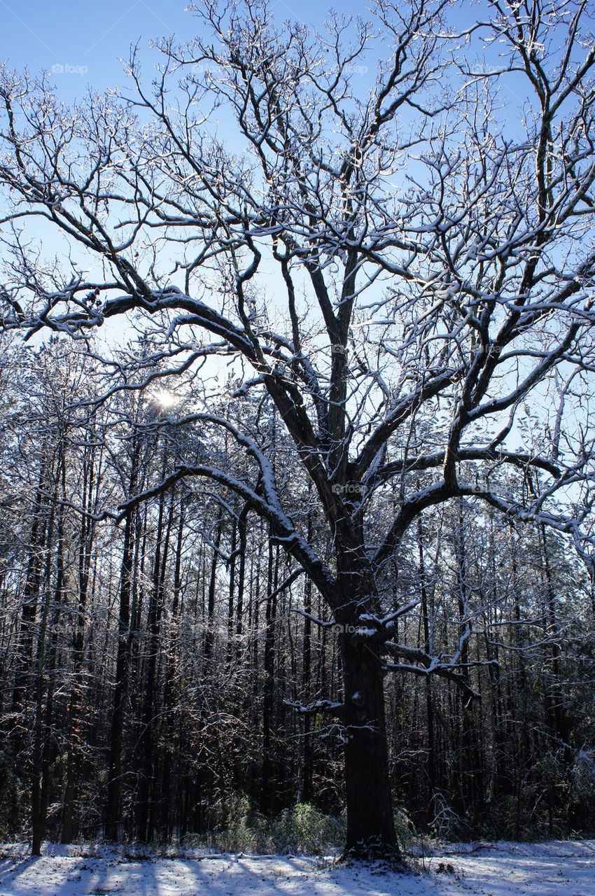 Icy branches