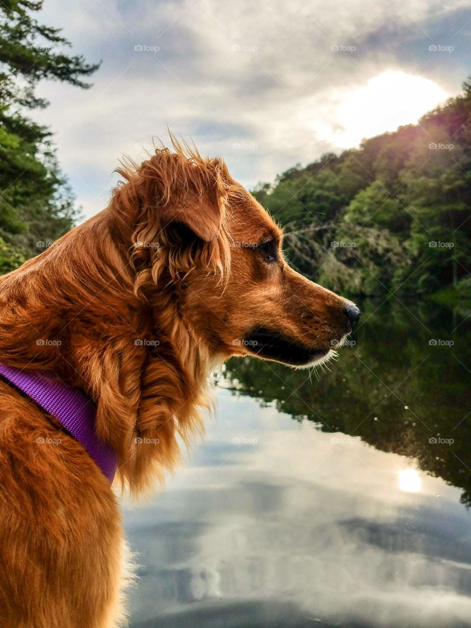 Golden Retriever enjoying a day at the lake.