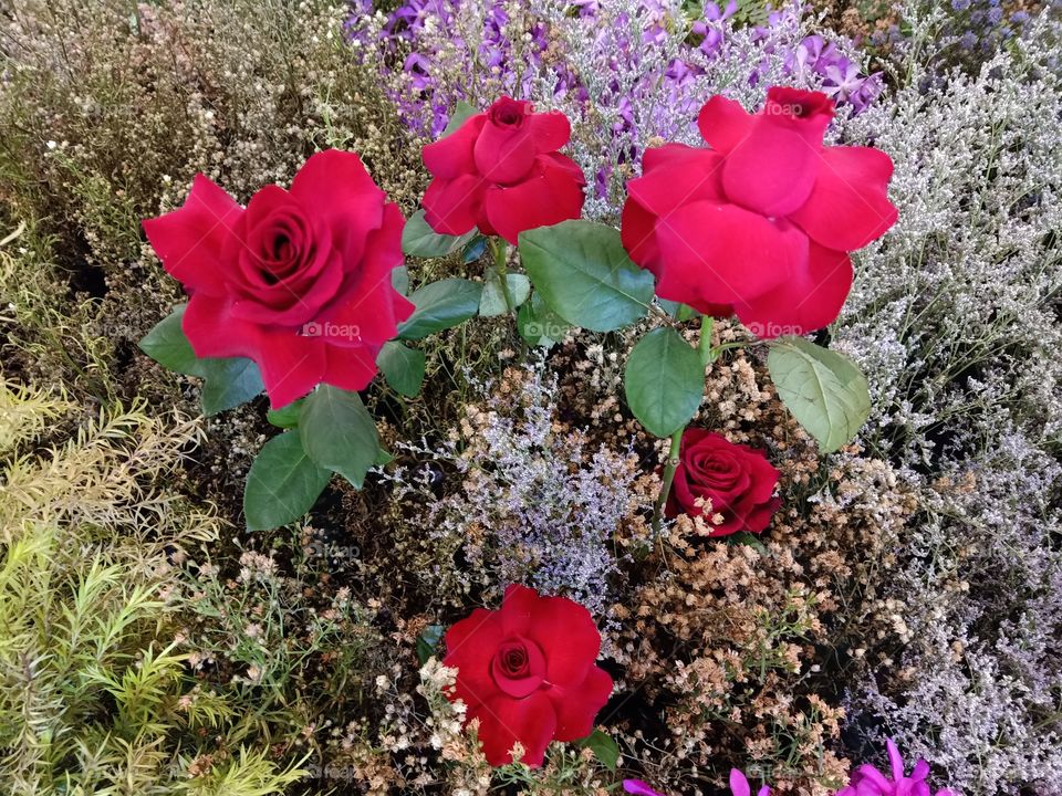 Beautiful red roses