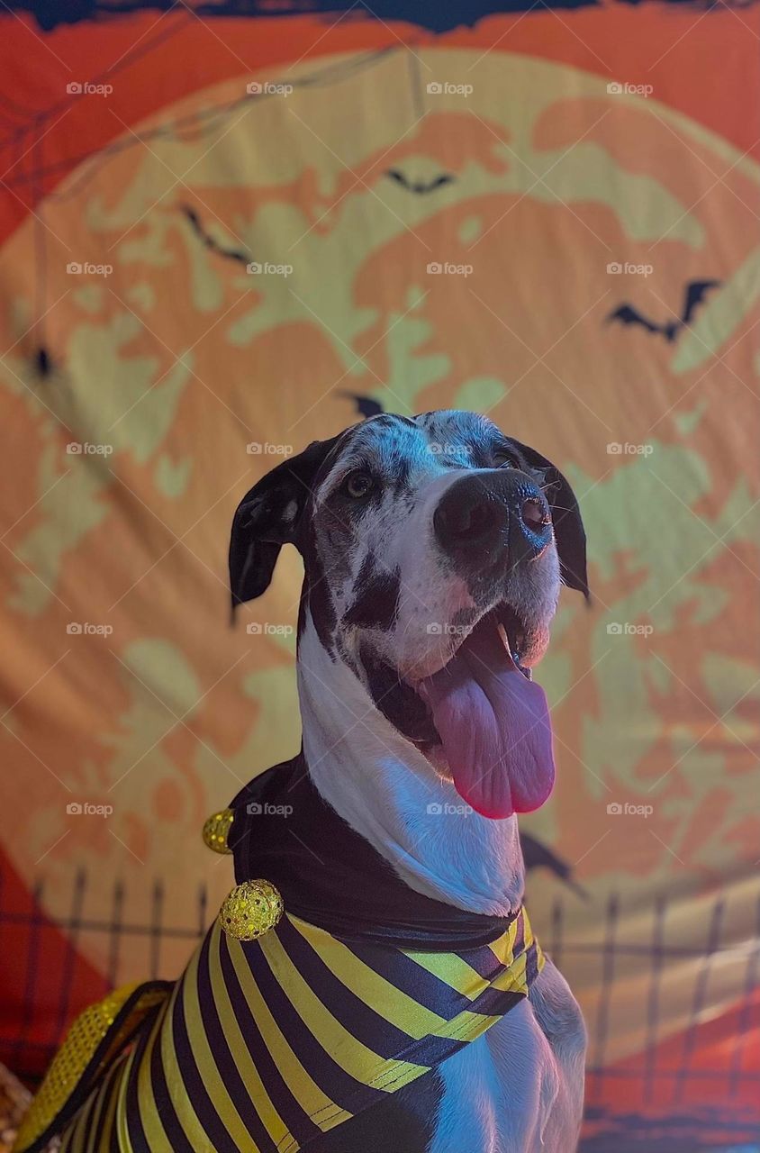 Aurasorasrex, the beautiful Great Dane with a sassy personality and the cutest look. A halloween the amex day in her doggy daycare class 