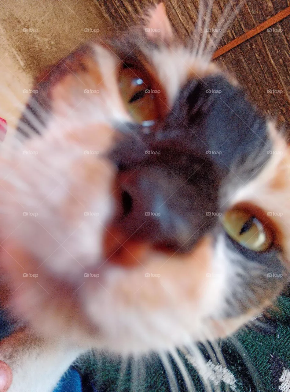 gato