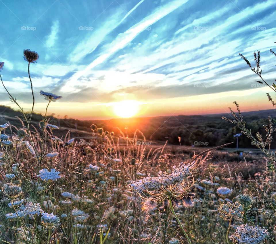 Flower field in hill during sunrise