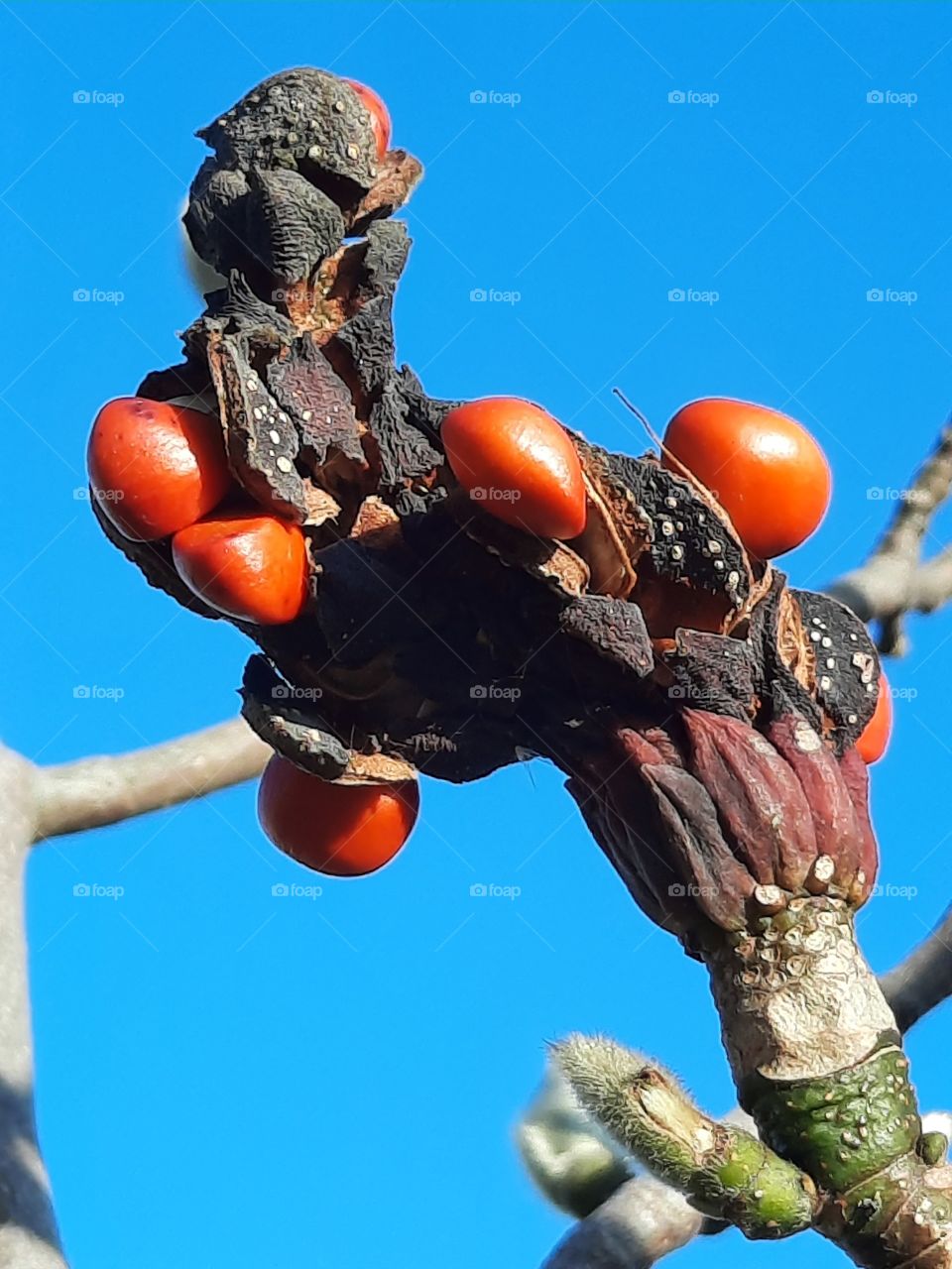 autumn garden  - red seeds of a magnolia fruit against blue sky