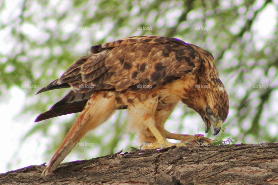 red tailed hawk
