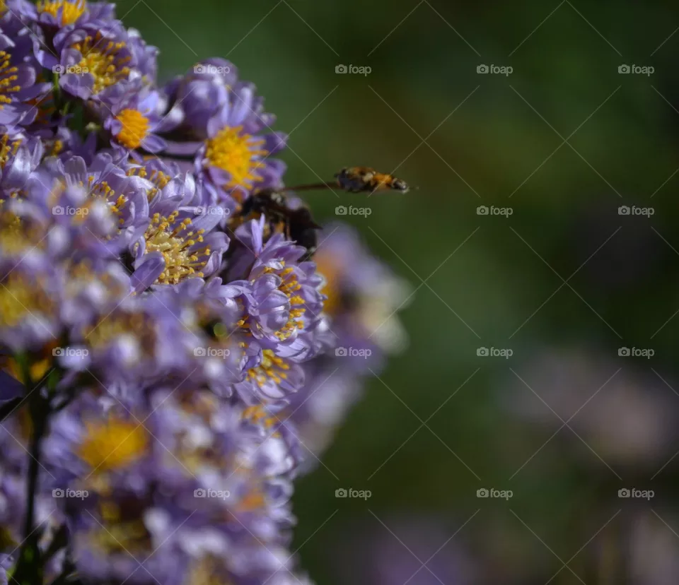 Bee