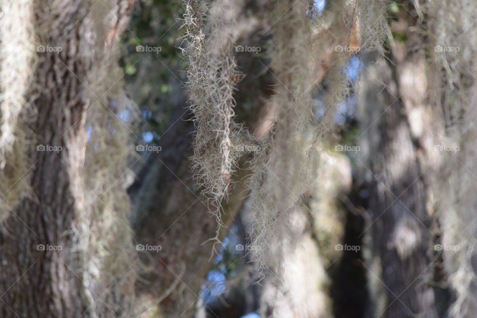 Live Oak Moss