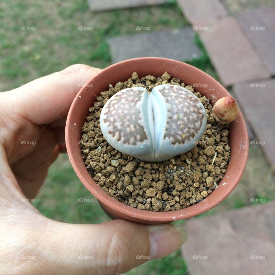 This tree is called litop. It is cute and comes in many colors.