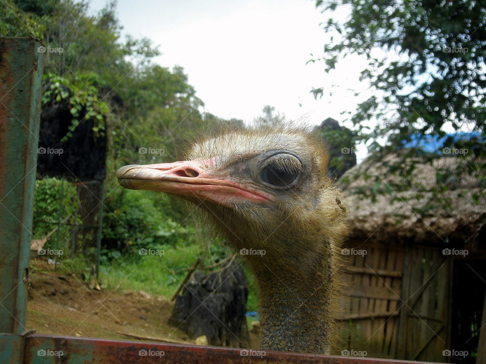 ostrich vietnam ugly mountaintop by mengzishiliu