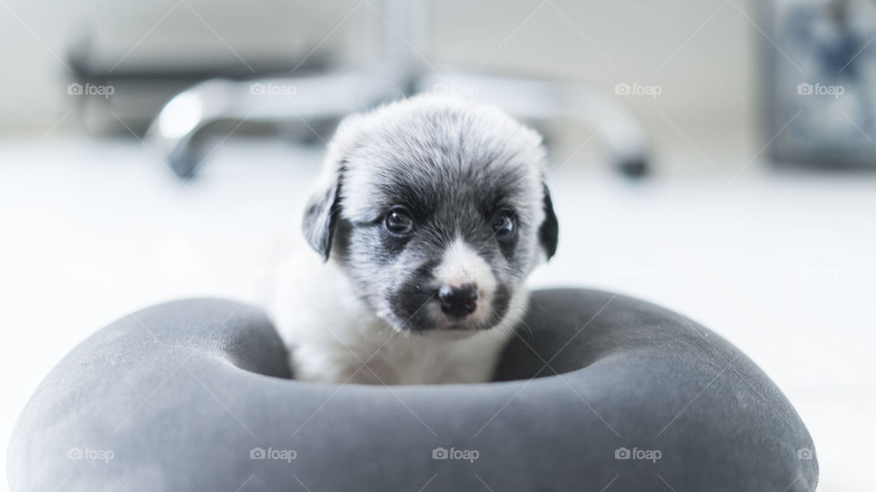 Doggie
