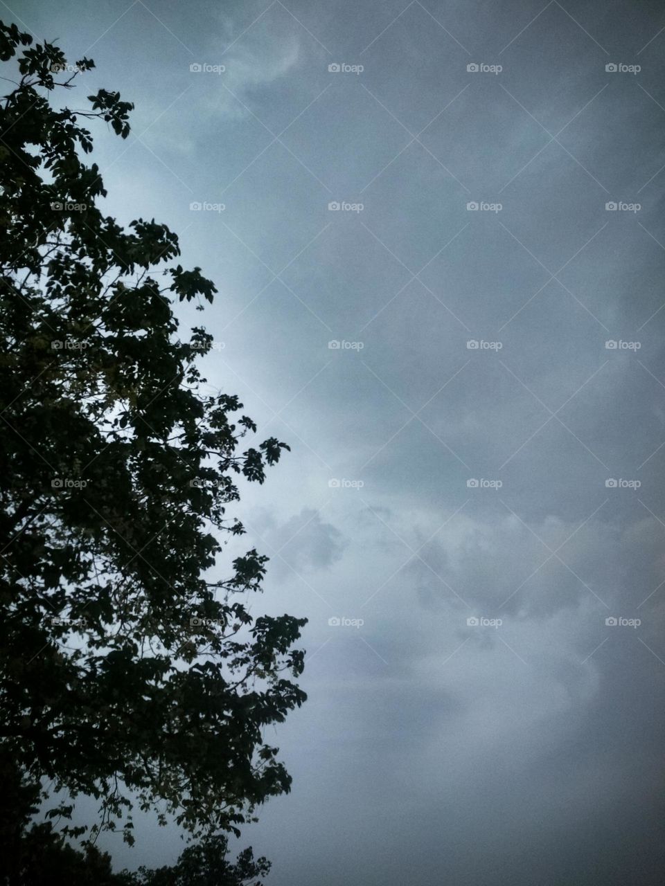 leaves and sky view.