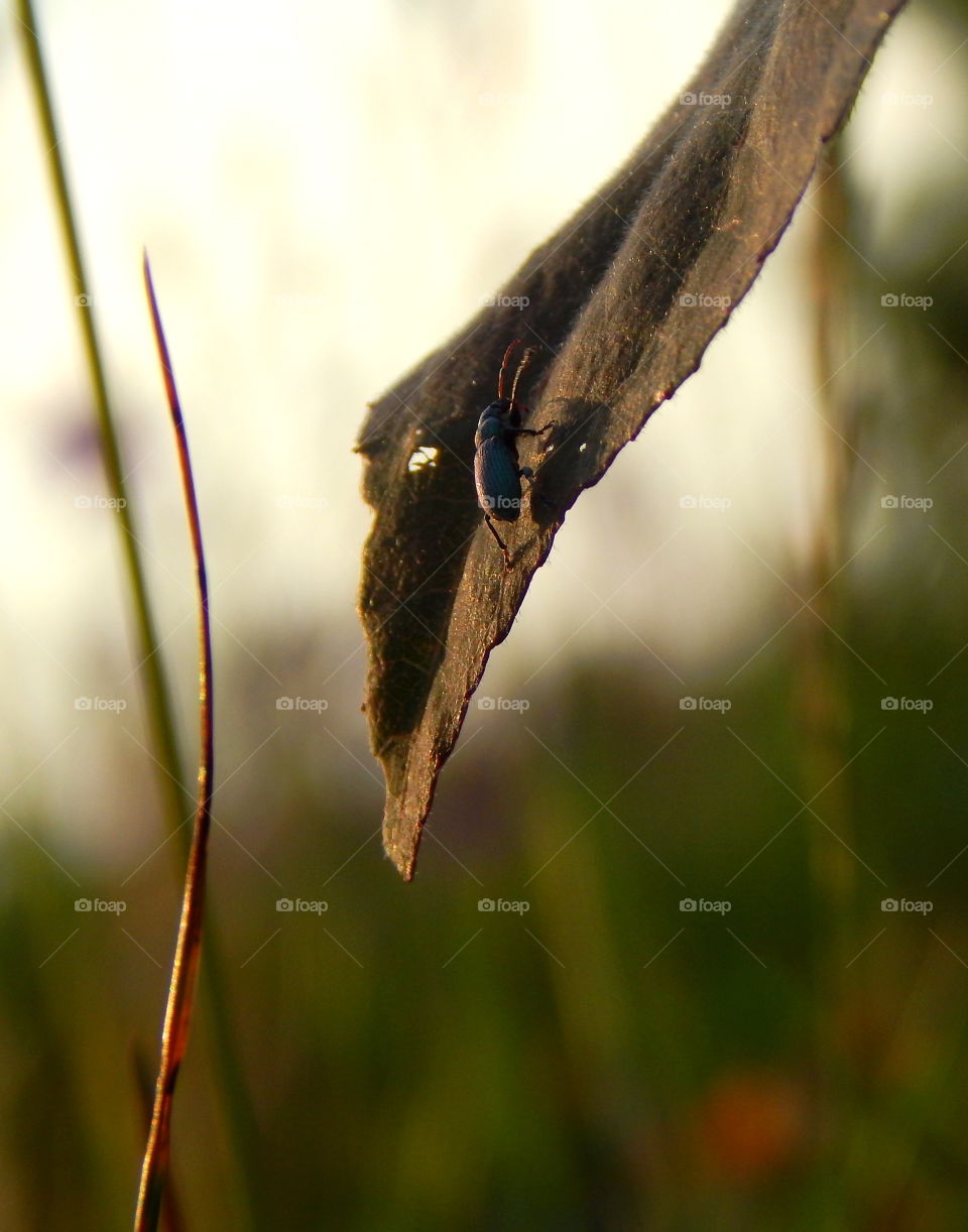 Small insect running on the leaf
