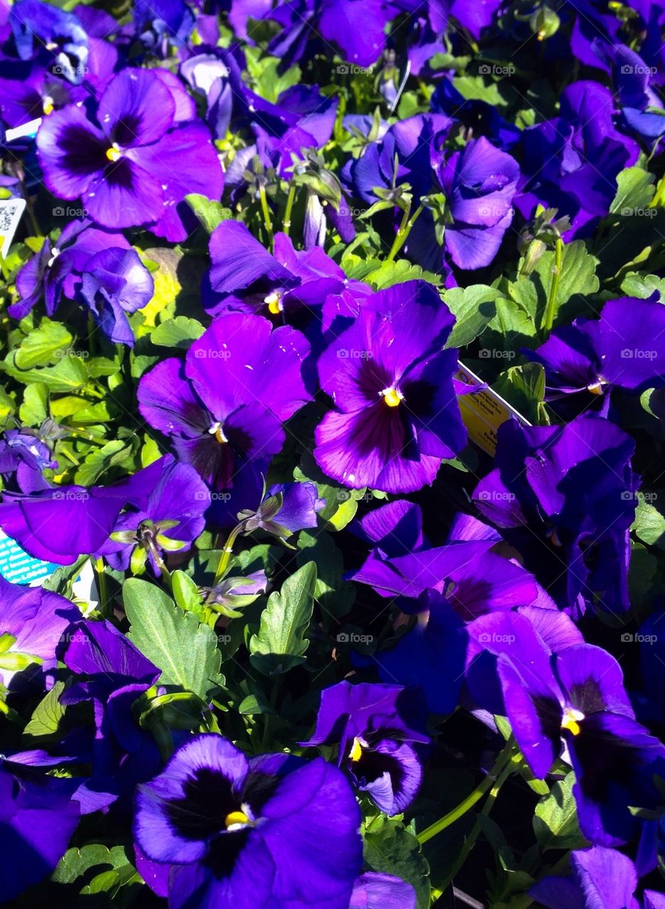 Pansies