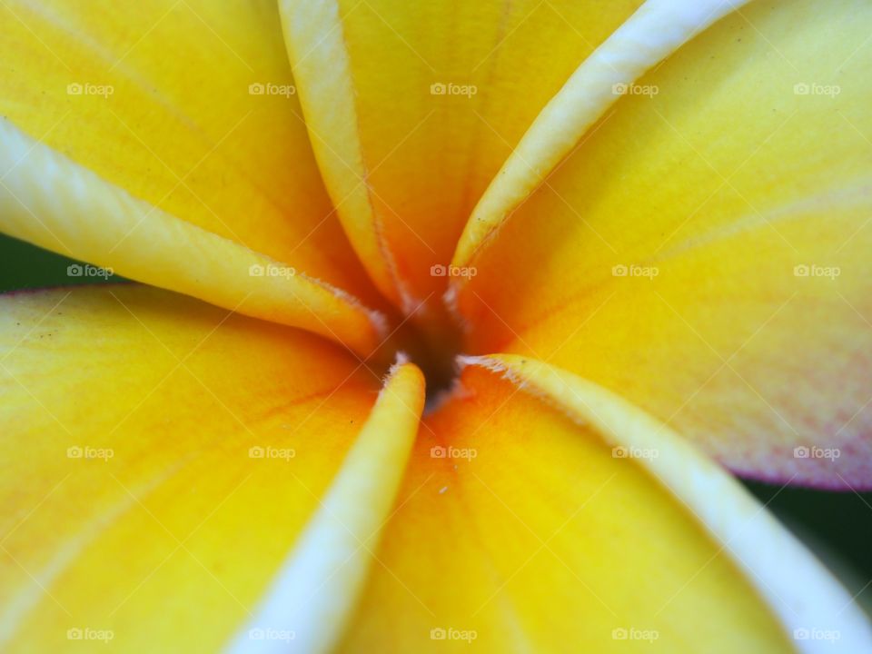 Close up of plumeria flower