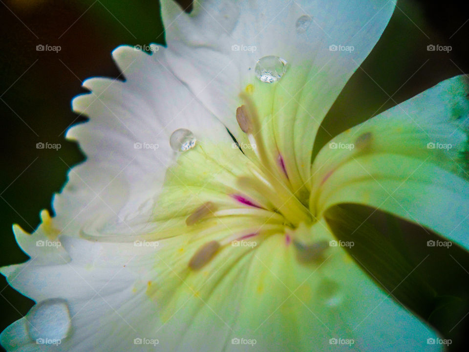 close up of small white flower