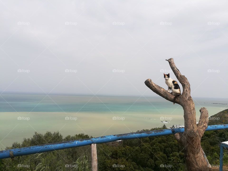 cat enjoying the beautiful view