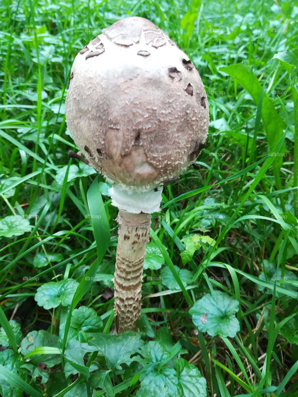 Fungus