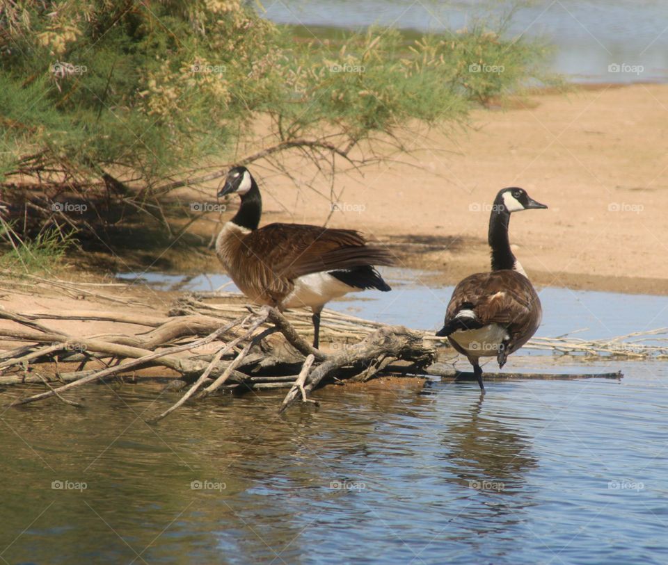 Canadian Geese on the Shore