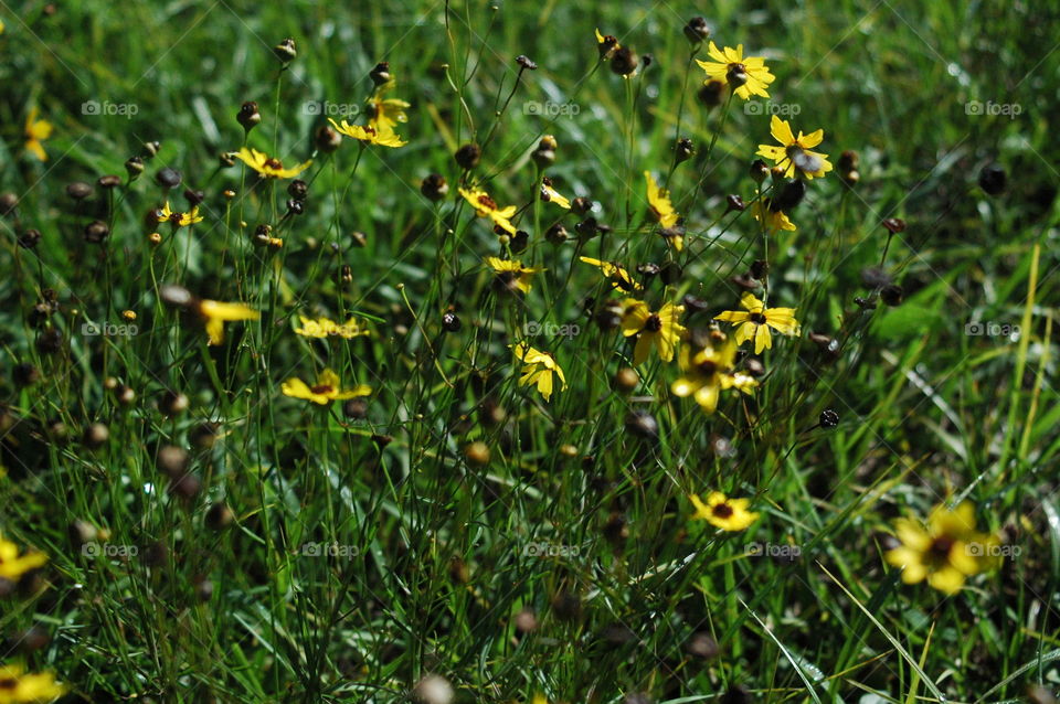 Blooms and decaying flowers