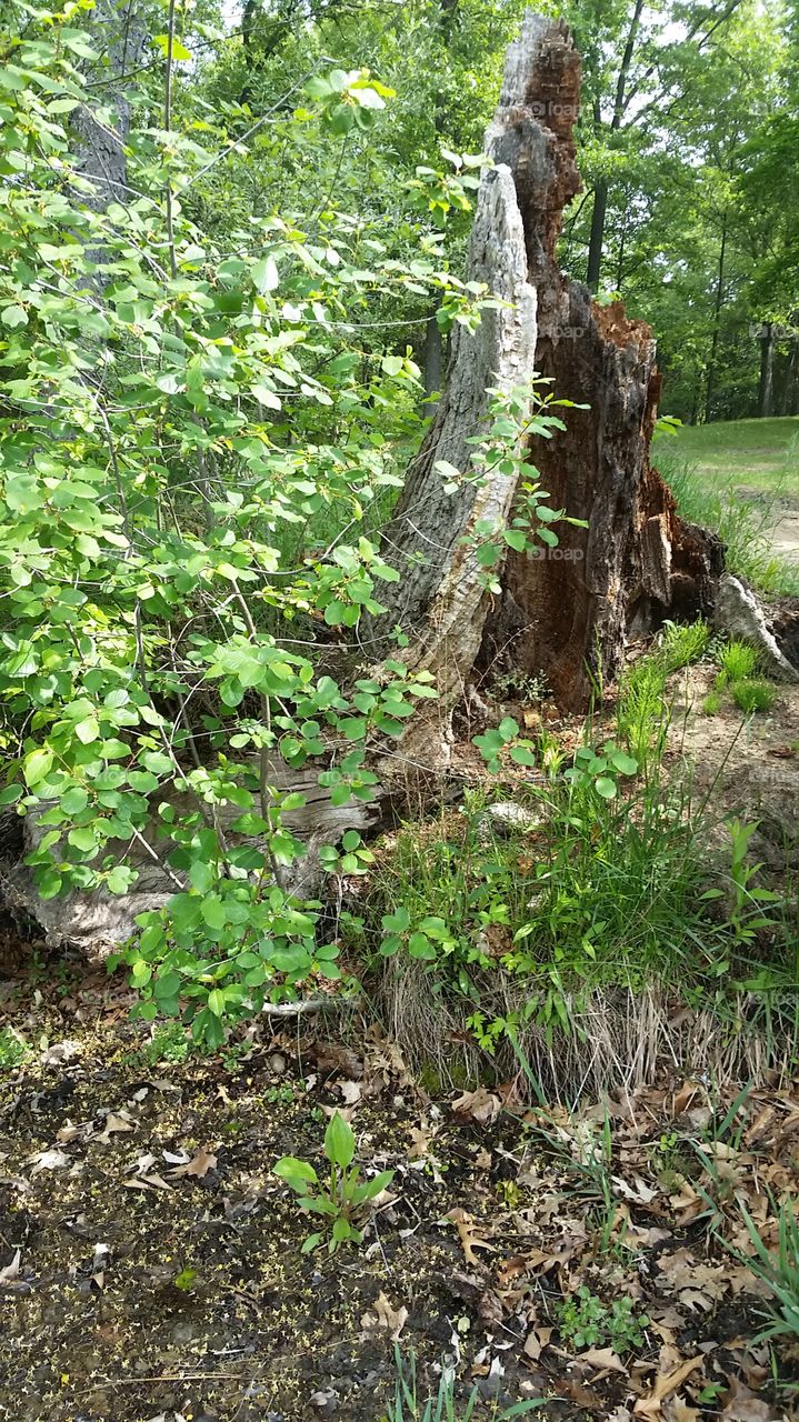 circle of life . the new growth covers the death of a tree 