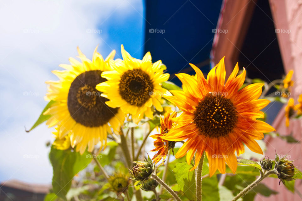 Sunflowers enjoy sunshine
