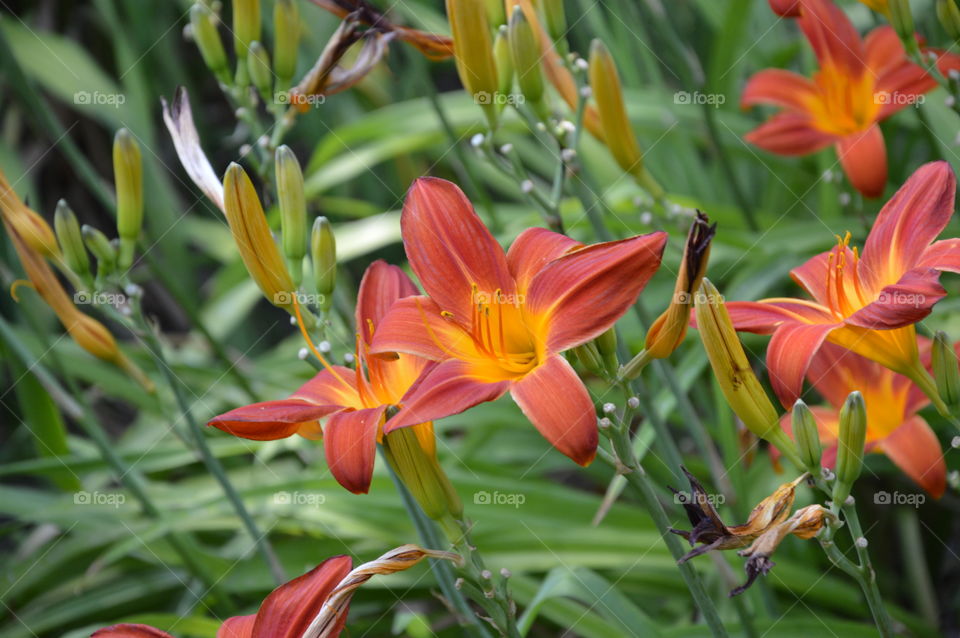 View of orange flower in garden