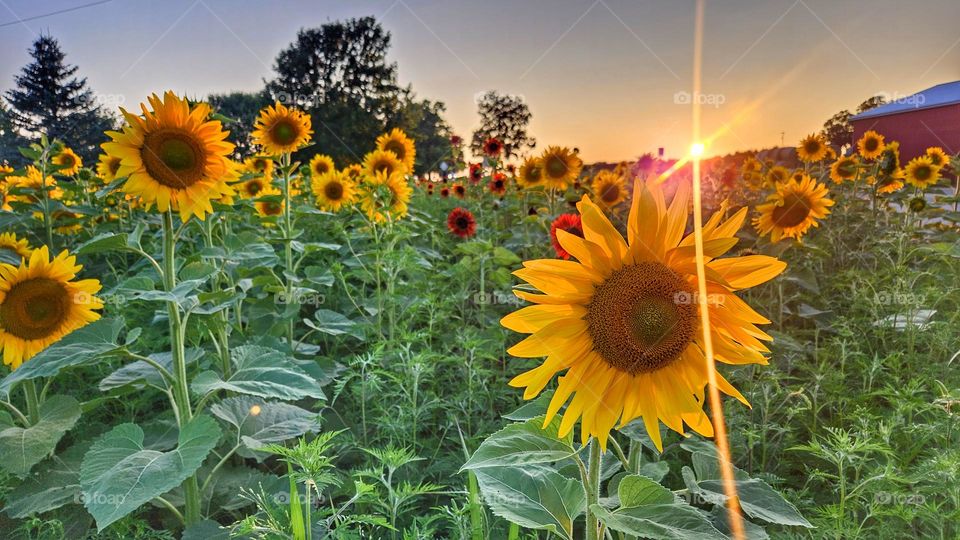 sunflowers at sunset