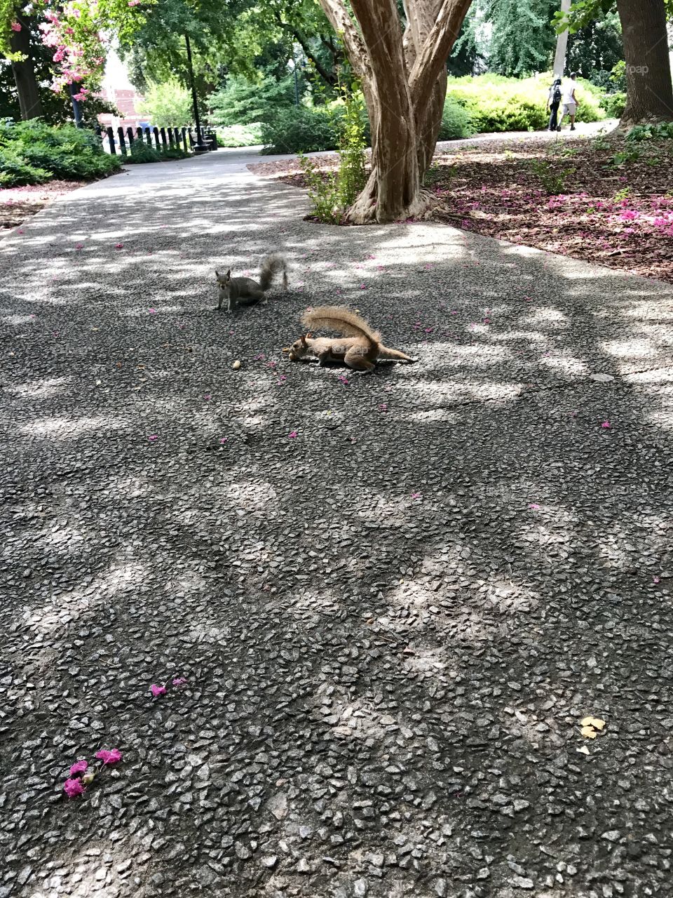Squirrels hunting peanuts