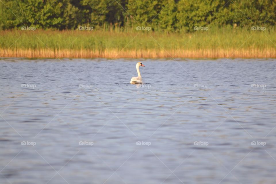 Swan in the wilderness