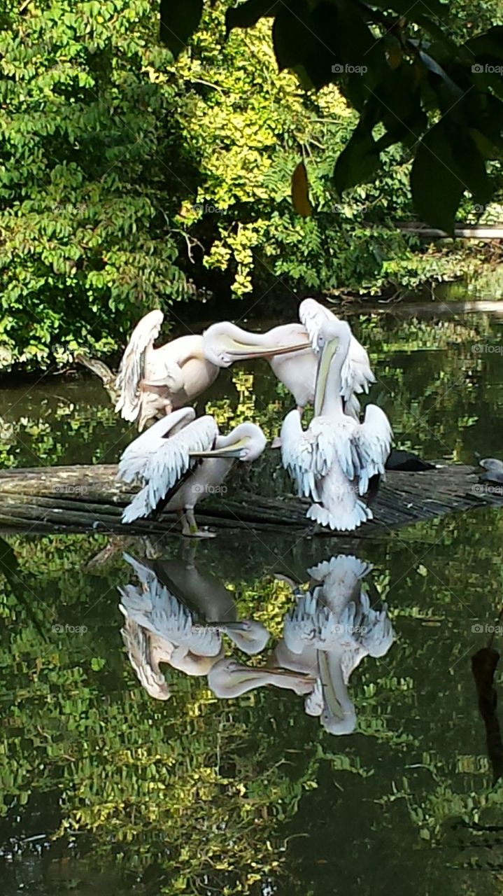 pelicans