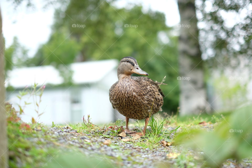 Nature, Bird, Outdoors, Wildlife, No Person