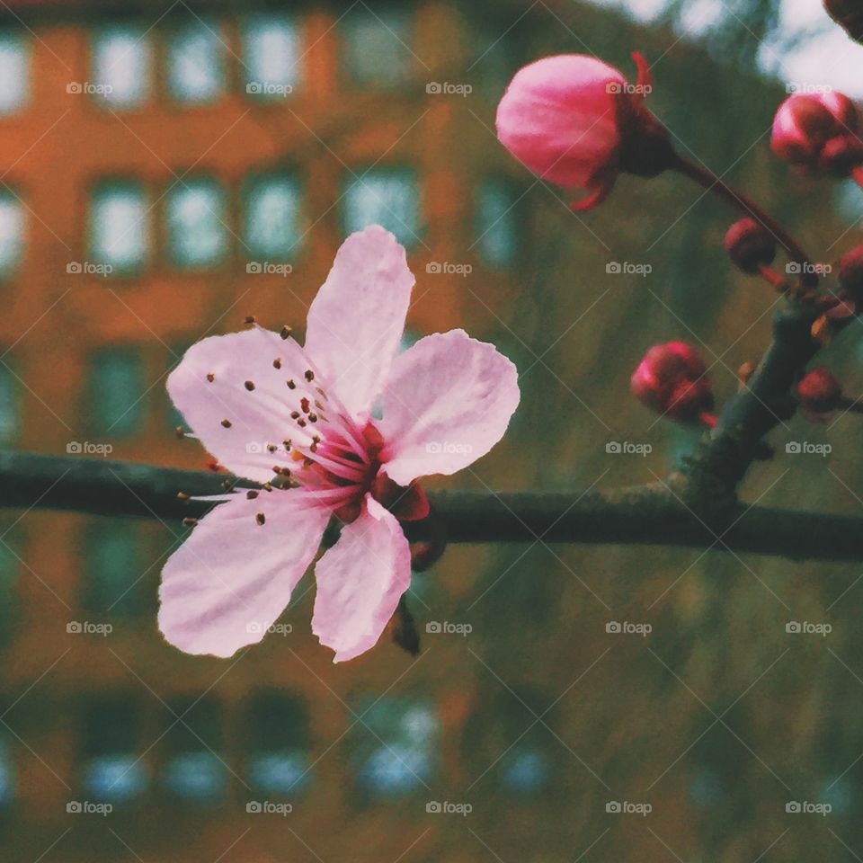Cherry blossom alone