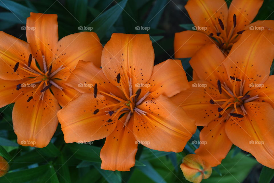 orange lillys