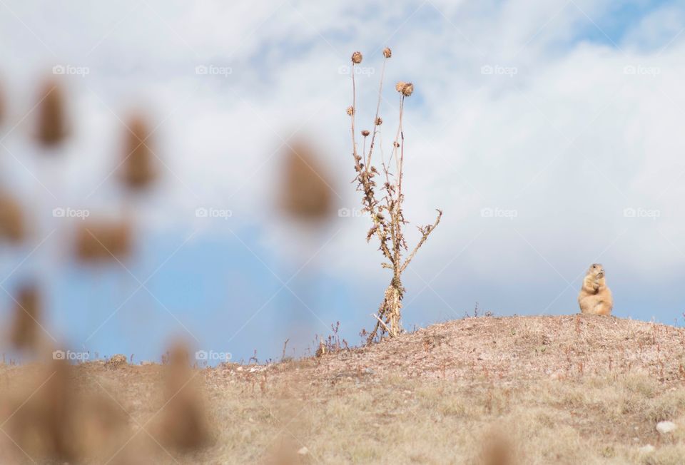 Prairie dog