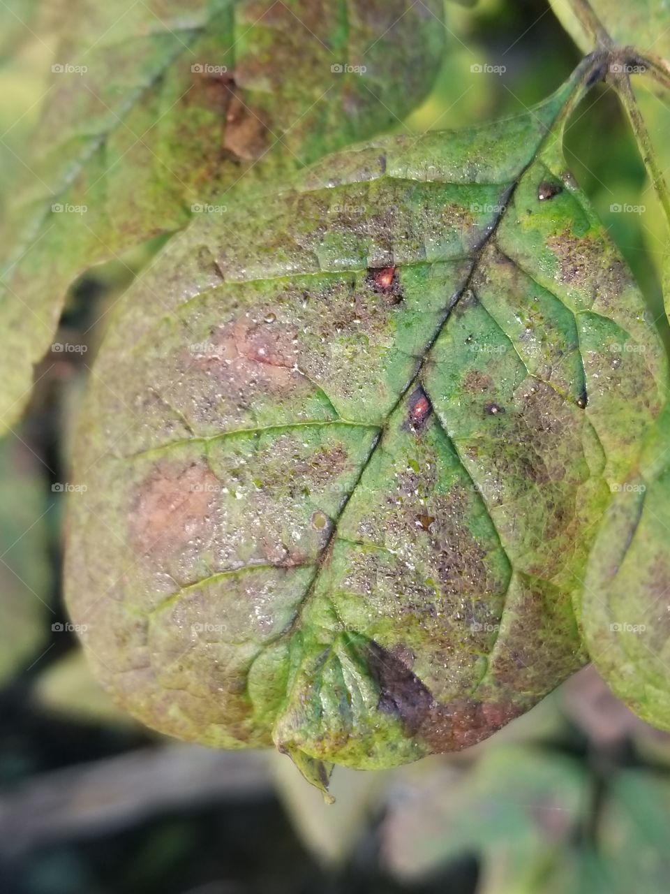 close up of a leaf starting to change colors