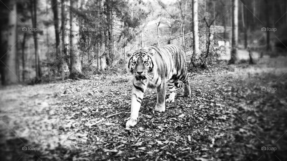 Wlaking tiger - BW