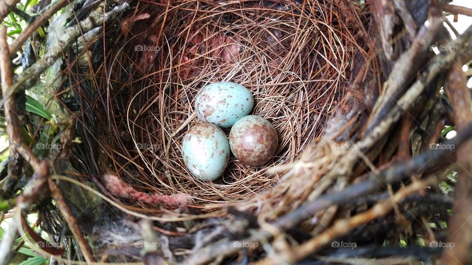 Basket of Eggs