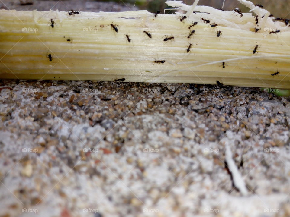 Ants Love Sugarcane
