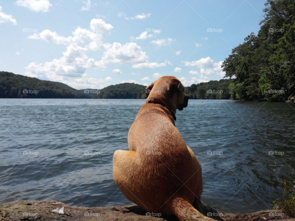 Dog sits at lake shore basking in the sunshine