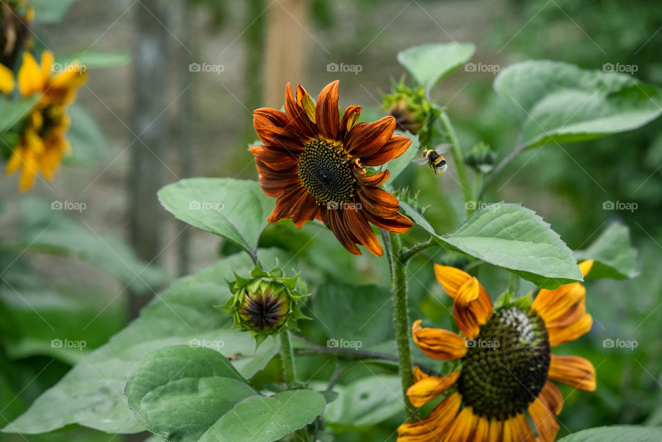 sunflowers bees and bumblebees