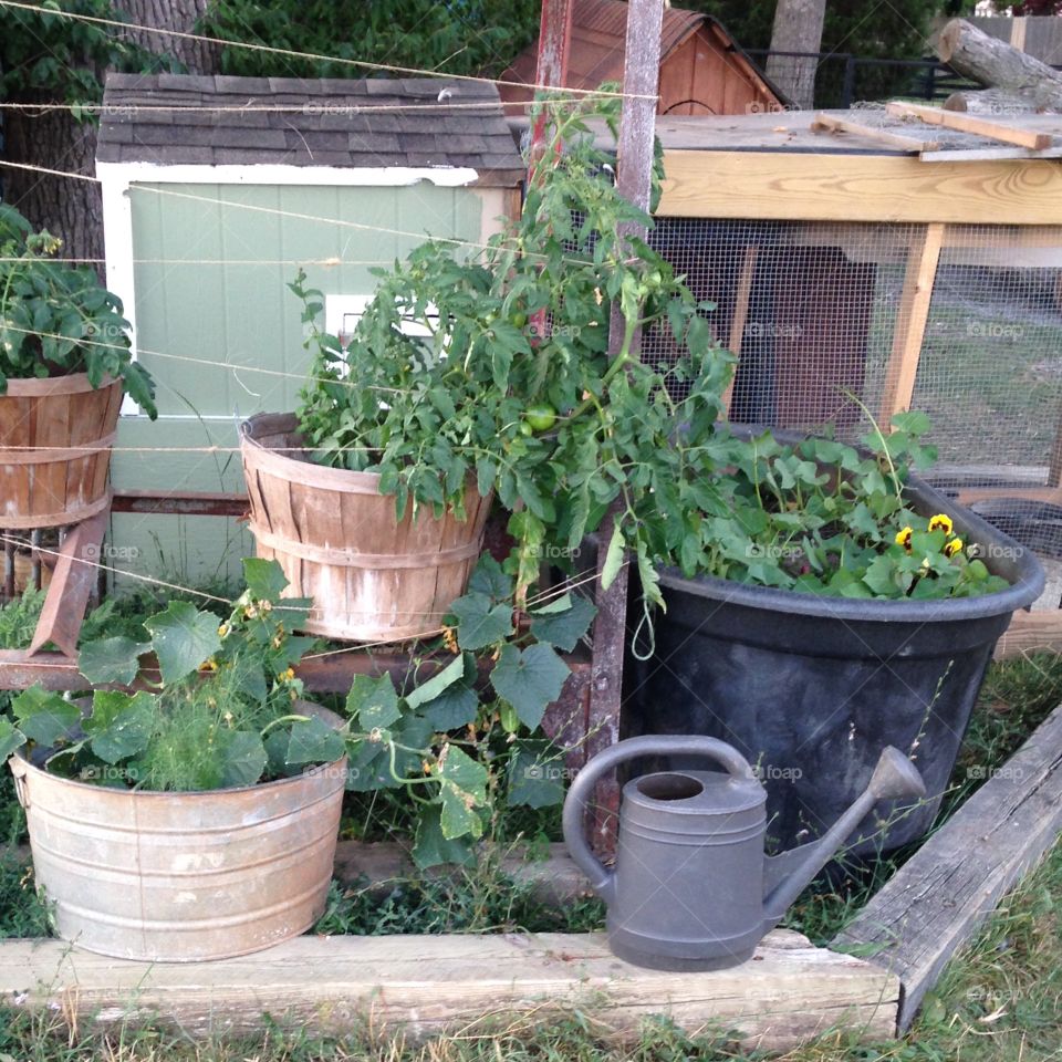 Container garden