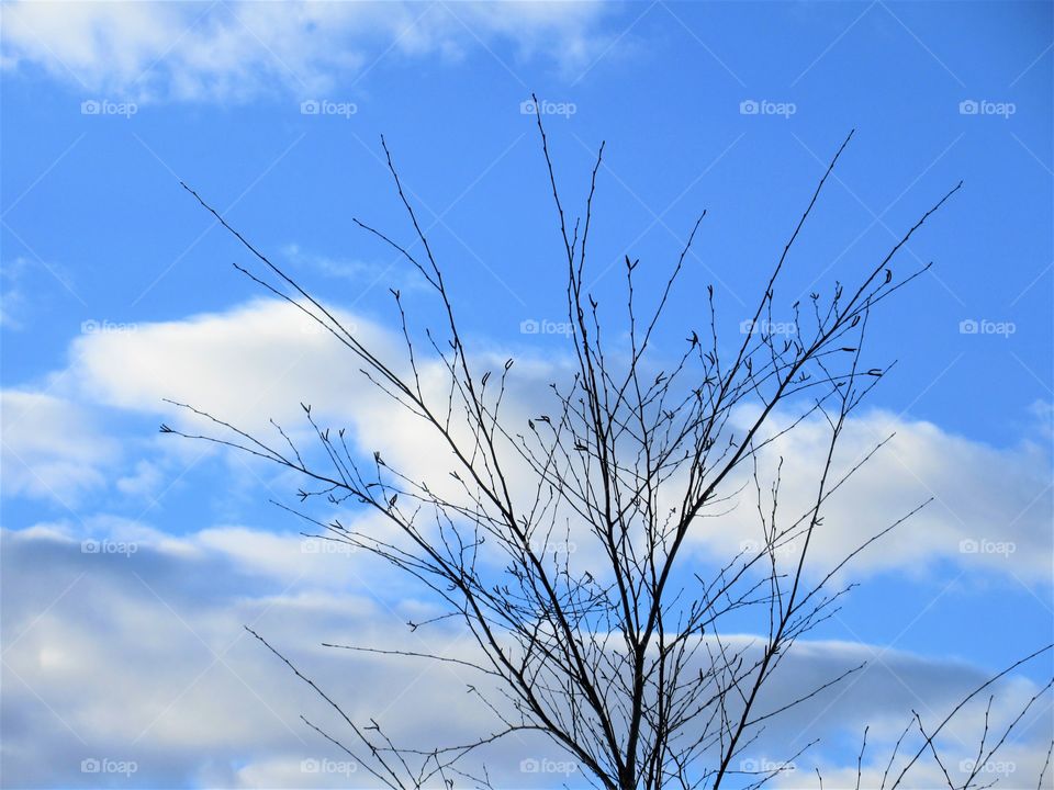 tree and clouds